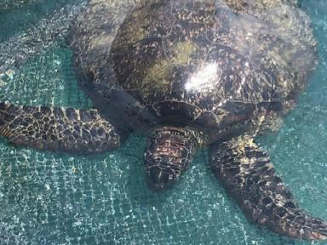 Tin tức trong ngày - Ngư dân giải cứu rùa biển quý hiếm nặng khoảng 80 ký bị mắc cạn