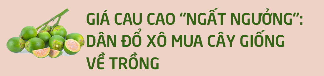 Trồng cau &#34;hái vàng&#34;: Nông dân hứng khởi trong cơn &#34;say tiền&#34; - 7