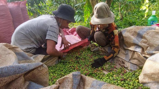 Giá công hái cà phê tăng từ 1.000 đồng lên 1,500 đồng/kg nhưng vẫn thiếu nhân công hái cà phê