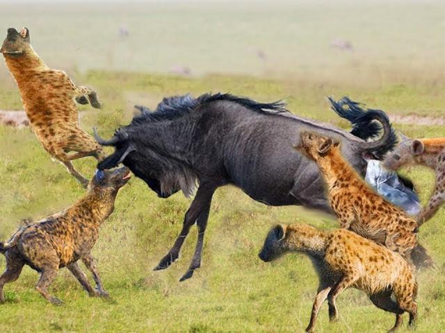 Media - Linh cẩu "bở hơi tai" mới bắt được linh dương đầu bò và cái kết không ai ngờ tới