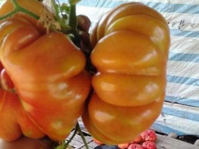 Thị trường - Tiêu dùng - Cà chua có múi giá cao "ngất ngưởng", bỏ xa giá cà chua thông thường vẫn hút khách