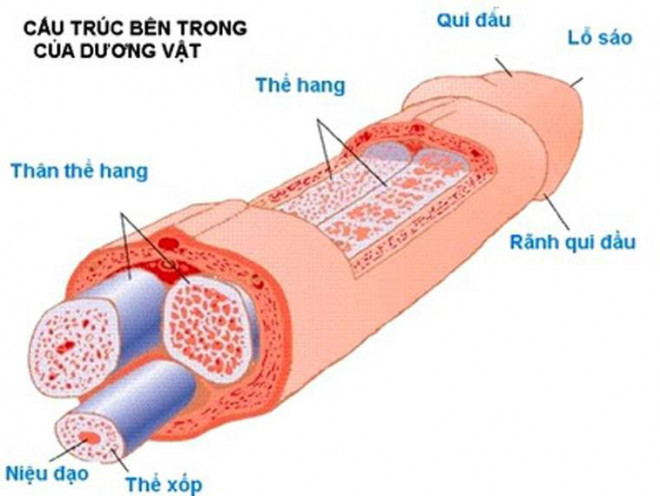 Một số tai nạn dễ gặp đối với &#34;cậu nhỏ&#34; và cách xử trí - 3