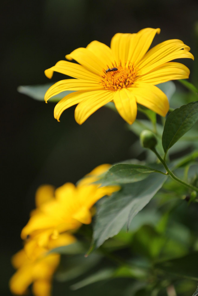 Hoa dã quỳ vàng rực đẹp mê hồn ở Vườn quốc gia Ba Vì - 5