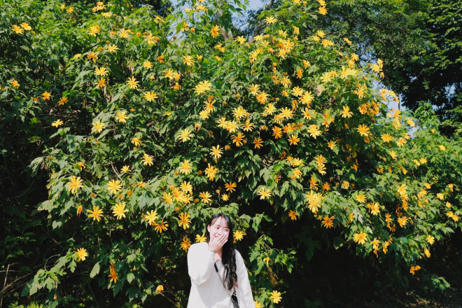 Hoa dã quỳ vàng rực đẹp mê hồn ở Vườn quốc gia Ba Vì - 2
