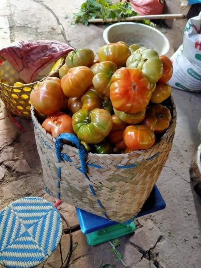Cà chua có múi giá cao &#34;ngất ngưởng&#34;, bỏ xa giá cà chua thông thường vẫn hút khách - 6