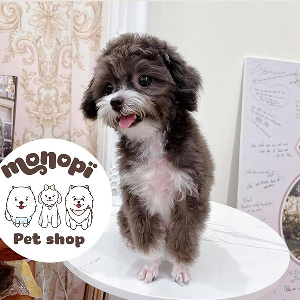 Nên tiêm phòng đầy đủ cho bé cưng để bé luôn khỏe mạnh 