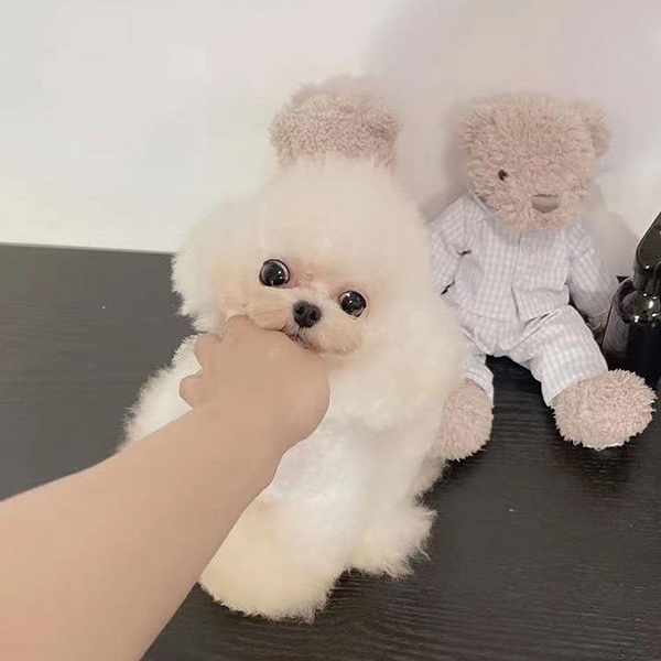 Nên kiểm tra sức khỏe định kỳ cho thú cưng