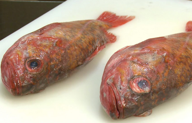5 loại cá "bẩn nhất chợ", chẳng những không ngon mà còn gây bệnh - 3