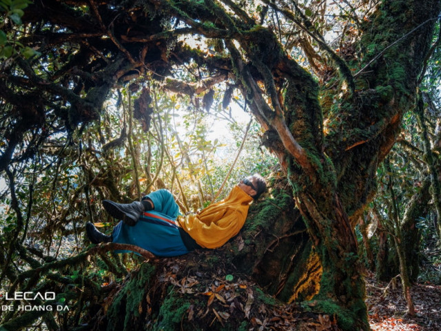 Du lịch - Lạc vào “vương quốc rêu xanh” đẹp ma mị trên đỉnh Tà Xùa