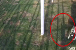 Thế giới - Video: Mèo hoang mò vào chuồng, bị 3 con hổ Dubai tấn công và kết cục bất ngờ