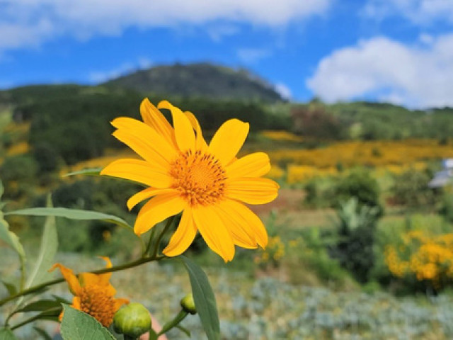 Du lịch - Lâm Đồng: Hoa Dã Quỳ vàng rực, "đỏ mắt" tìm du khách