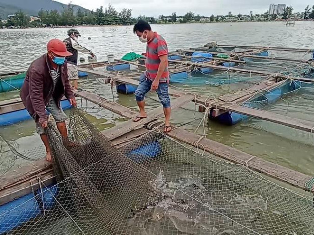 Video - Video: Chủ tịch phường lên Facebook rao bán cá giúp dân