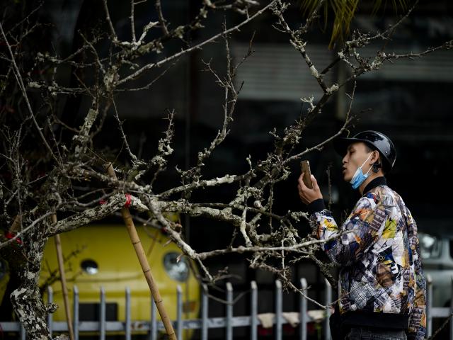 Tin tức trong ngày - Người dân Thủ đô chi tiền triệu mua "cành củi" chơi tết sớm