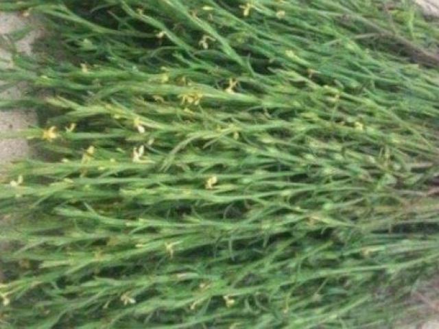 Thị trường - Tiêu dùng - Thấy 2 loại cỏ này đừng nhổ bỏ, coi chừng bỏ phí "mỏ tiền"