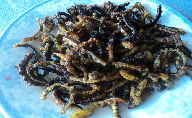 Trung bình, một người đi bắt nhộng sâu muồng sẽ thu được từ 4 - 5kg/ngày. Mỗi ngày, “thợ” bắt sâu có thể kiếm được hàng trăm ngàn đồng từ việc thu hoạch và bán “thành phẩm”.
