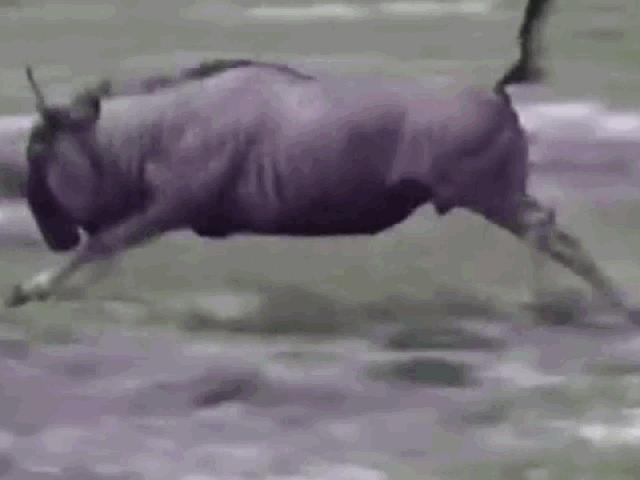 Media - Bị chó hoang tấn công, linh dương đầu bò nổi điên lao vào trả đũa tới tấp