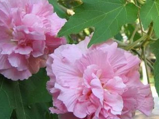 Sức khỏe đời sống - Hoa phù dung không chỉ làm cảnh mà còn là vị thuốc quý