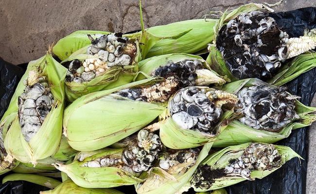 Điển hình là loại ngô mốc danh tiếng của Mexico. Những bắp ngô mọc nấm xấu xí này được dân địa phương gọi là Huitlacoche.
