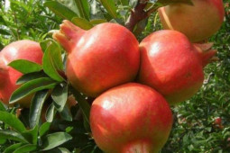 Trên mộ Tần Thủy Hoàng có rừng lựu sai quả nhưng không ai dám ăn: Lý do gây sốc đằng sau