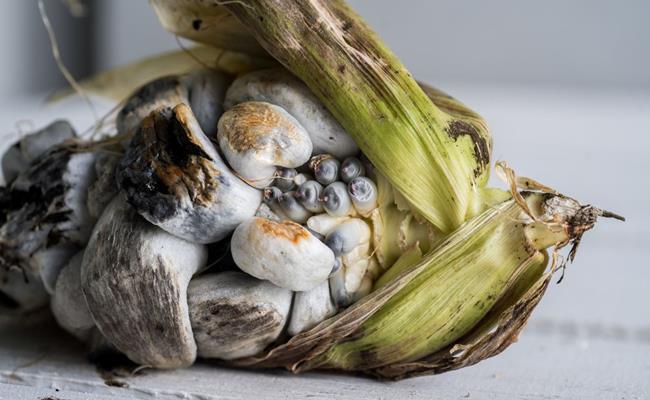 Huitlacoche là bắp ngô chi chít nấm đen và xám, ngoại hình “kém sắc” khiến ai nhìn thấy cũng không khỏi rùng mình.&nbsp;
