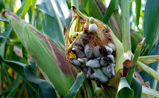 Người ta thu hoạch Huitlacoche, sau đó tách hạt và chế biến thành nhiều món ăn truyền thống như món khai vị quesadillas, bánh ngô tamales, súp, hoặc taco.&nbsp;
