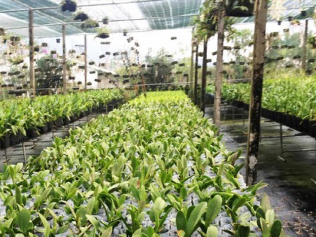 Thị trường - Tiêu dùng - Rón rén vào vụ hoa Tết