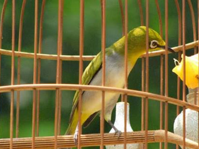 Pháp luật - 3 tên côn đồ mang kim tiêm đi cướp... lồng chim vành khuyên
