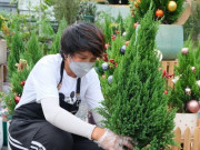 Thị trường - Tiêu dùng - Cây thông Noel mini thu hút khách trên ''chợ mạng''