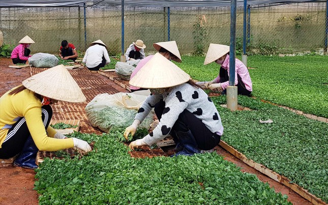 Rón rén vào vụ hoa Tết - 2