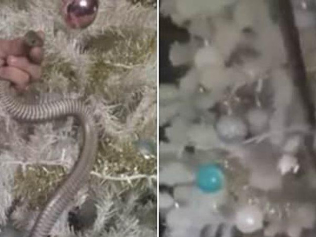 Phi thường - kỳ quặc - Gia đình đứng tim phát hiện rắn quấn quanh "trang trí" cây thông Noel