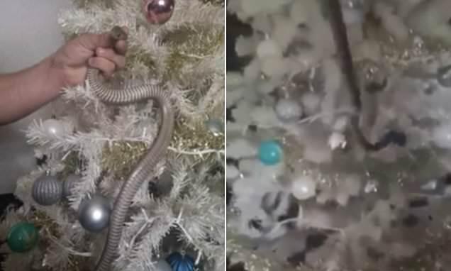 Con rắn quấn trong cây thông Noel trông giống hệt sợi dây kim tuyến trang trí.