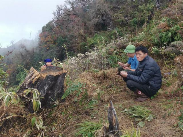 Tin tức trong ngày - Vụ chặt cây “phong ba” nổi tiếng trên đỉnh Y Tý: 3 người liên quan khai gì?