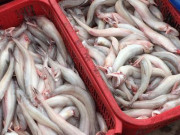 Thị trường - Tiêu dùng - Cá khoai vào mùa, &quot;phủ trắng&quot; chợ mạng, tiểu thương chốt đơn liên tục