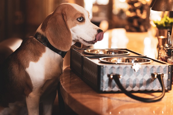 Thời trang thú cưng lên ngôi mùa Giáng sinh - 4