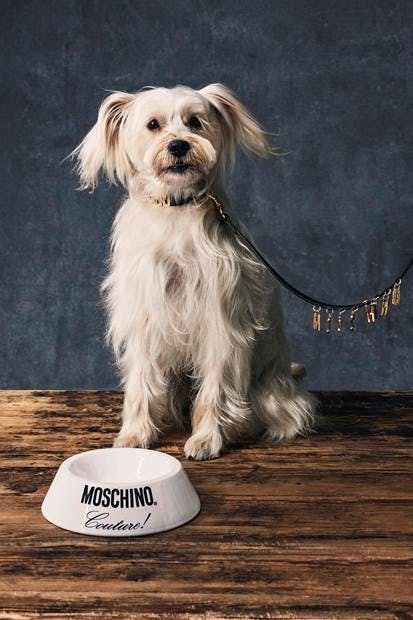 Thời trang thú cưng lên ngôi mùa Giáng sinh - 14