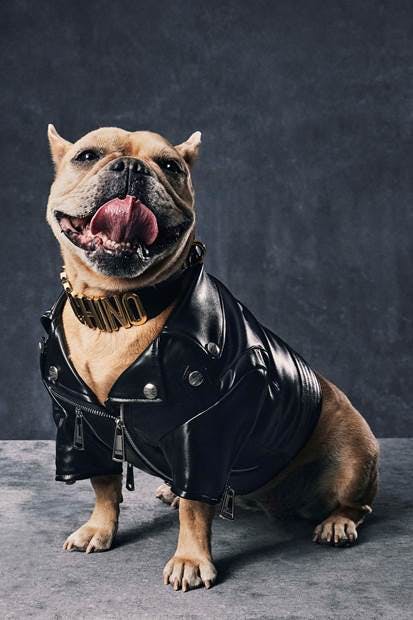 Thời trang thú cưng lên ngôi mùa Giáng sinh - 13