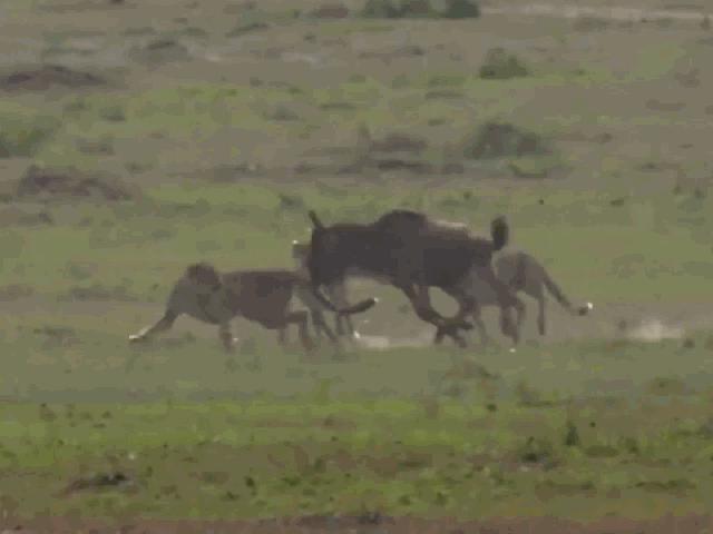 Media - Linh dương đầu bò đơn độc tử chiến với đàn báo săn và cái kết