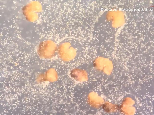 Thế giới - Mỹ tạo ra robot sống đầu tiên có thể tự nhân bản