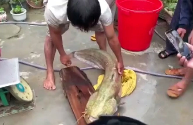 Cá leo ông Huỳnh Văn Trường bắt được nặng tới 30kg