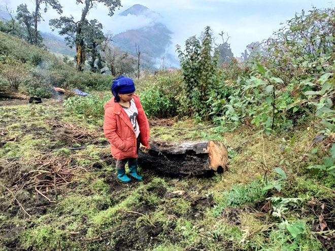 Người phụ nữ chủ định cắt cây “phong ba” về làm củi đốt