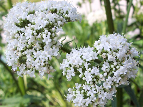 Mỗi năm người Pháp dùng 100 - 150 tấn rễ Nữ lang để giúp hỗ trợ trị mất ngủ