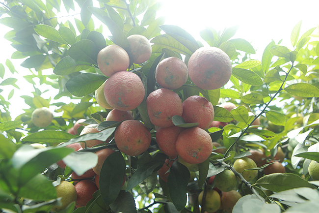 Những chùm chanh tứ quý trĩu quả không chỉ là một sản phẩm nông nghiệp có thể xuất khẩu đi Lào, Trung Quốc và bán trong các nhà hàng, siêu thị, cửa hàng thực phẩm sạch ở khắp cả nước...
