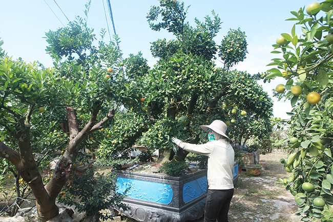 Chị Chương Thị Tâm, chủ nhà vườn cho biết, đây là dịp Tết đầu tiên nhà vườn bán ra thị trường được nhiều cây như vậy, năm ngoái chỉ tung ra thị trường Tết được một cây với giá 80 triệu đồng. 
