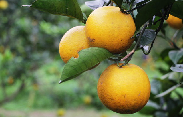 Mẹo bảo quản trái cây mâm ngũ quả tươi lâu gấp đôi mà không cần đến tủ lạnh - 6