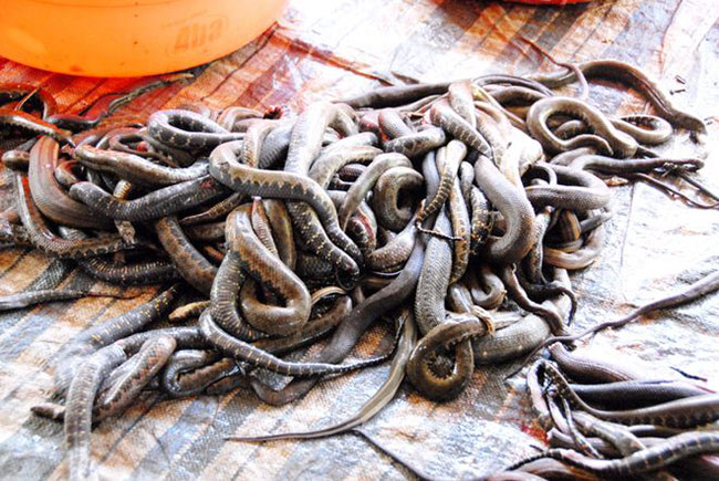 Đặc sản miền Tây này được làm từ con rắn, có tên là khô rắn. Nghe tên nhiều người đã thấy rùng mình nhưng thực chất nó là đặc sản ở An Giang.
