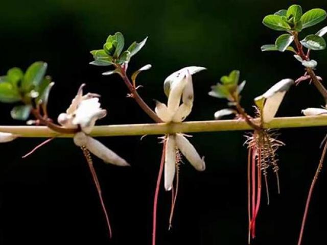 Thị trường - Tiêu dùng - Nhà giàu Việt săn lùng "rau nhà nghèo", không trồng cũng tự mọc xum xuê