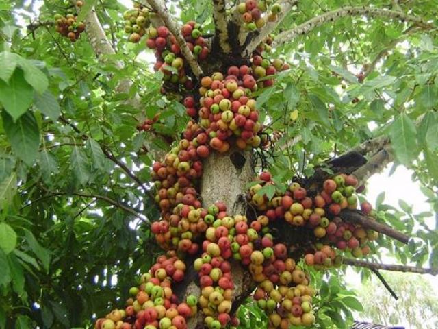 Thị trường - Tiêu dùng - 3 loại "kỳ hoa dị thảo" trái mọc từ thân, hái bán mãi không hết