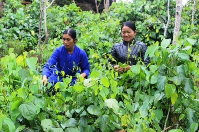 Không chỉ dùng làm thực phẩm trong mỗi bữa cơm gia đình, rau bò khai còn được người dân sử dụng như một vị thuốc.
