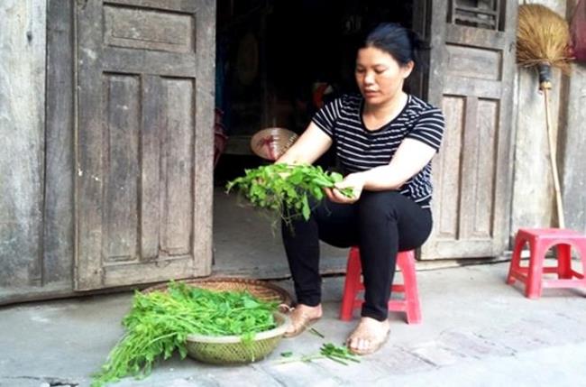 Giống rau này đặc biệt tốt cho những người bị bệnh thận, gan, viêm đường tiết niệu…
