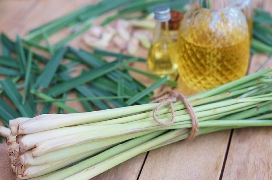 7 lợi ích tuyệt vời từ cây sả - 1